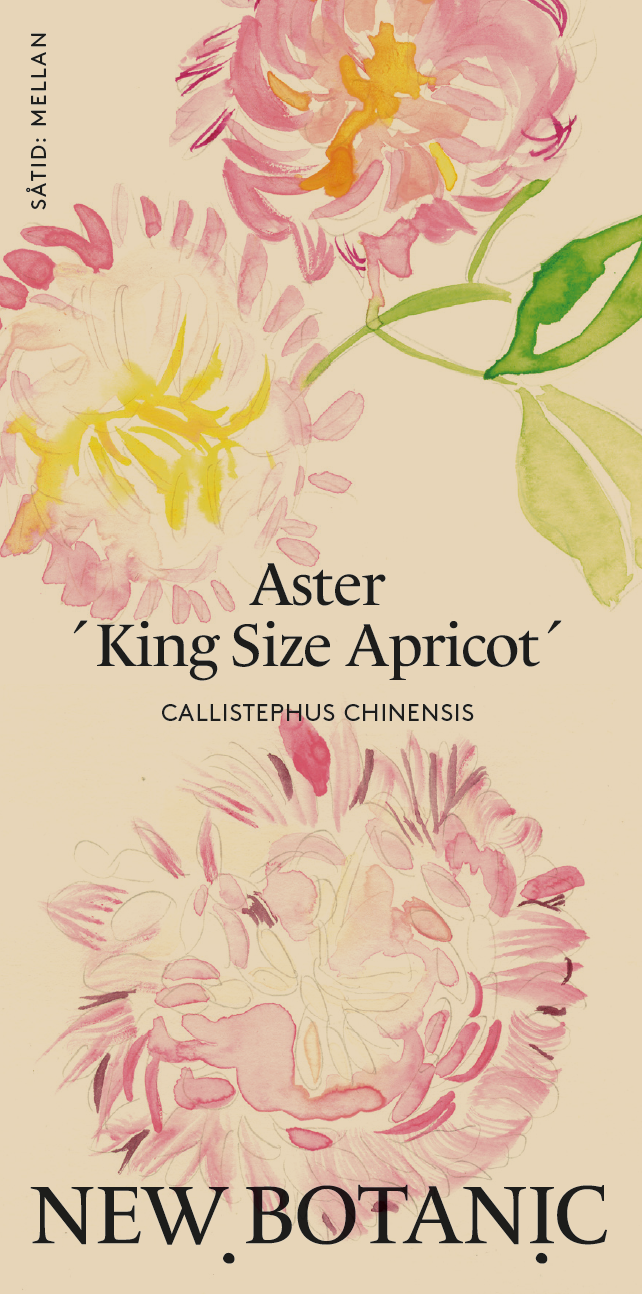 Aster - King Size Apricot – Snuck Farm