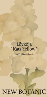 Lövkoja 'Katz Yellow' - Nyhet!