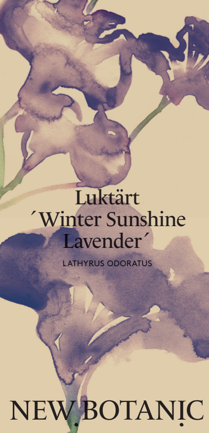 Luktärt 'Winter Sunshine Lavender' - Nyhet!