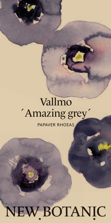 Vallmo 'Amazing Grey' - Nyhet!