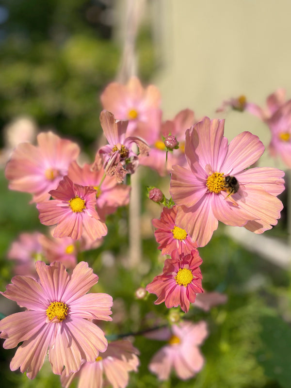 Rosenskära 'Apricotta'